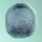 fgfr1 RNA in situ - Wildtype, click for more info!