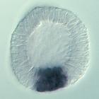 ets 1 RNA in situ - Drug treatment, click for more info!