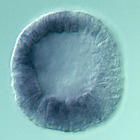 fgfr1 RNA in situ - Wildtype, click for more info!