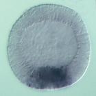 nlk RNA in situ - Wildtype, click for more info!