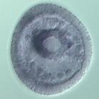 nlk RNA in situ - Wildtype, click for more info!