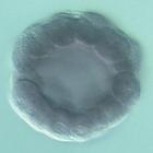 nlk RNA in situ - Wildtype, click for more info!