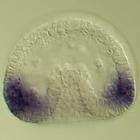 pax2/5/8 RNA in situ - Wildtype, click for more info!