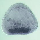 nlk RNA in situ - Wildtype, click for more info!