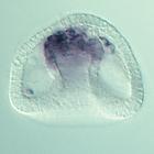 ets 1 RNA in situ - Drug treatment, click for more info!