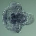 fgfr1 RNA in situ - Wildtype, click for more info!