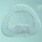 alx1 RNA in situ - Drug treatment, click for more info!