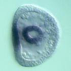 fgfr1 RNA in situ - Wildtype, click for more info!