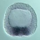 nlk RNA in situ - Wildtype, click for more info!