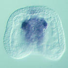 fgfr1 RNA in situ - Wildtype, click for more info!