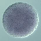 nlk RNA in situ - Wildtype, click for more info!