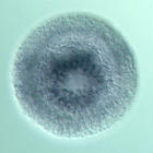 fgfr1 RNA in situ - Wildtype, click for more info!