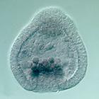 Frizzled5/8 RNA in situ - Drug treatment, click for more info!