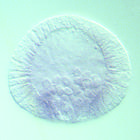 Frizzled5/8 RNA in situ - Drug treatment, click for more info!