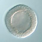 Frizzled5/8 RNA in situ - Drug treatment, click for more info!