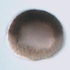 Frizzled5/8 RNA in situ - Drug treatment, click for more info!