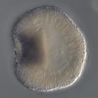 admp-related RNA in situ - Wildtype, click for more info!