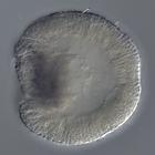 admp-related RNA in situ - Wildtype, click for more info!