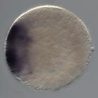 admp-related RNA in situ - Wildtype, click for more info!