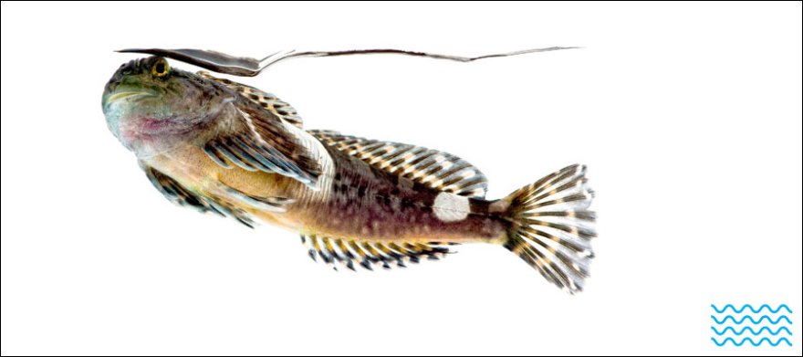 Sculpins party from Oregon