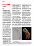 s. bourlat & a. hejnol - quick guide to acoels. current biology.