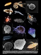 Tara oceans. The Journal