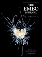 EMBO Cover - Winner of the 2012 EMBO Journal Cover contest